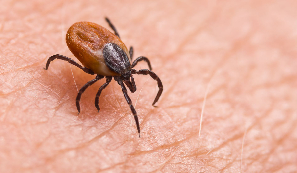 Japan sees world’s first death from tick-borne Oz virus